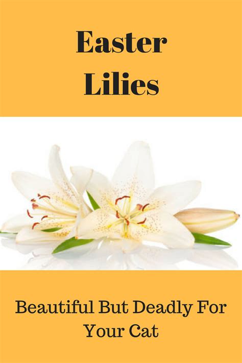 Easter Lilies Can Be Deadly For Your Cat
