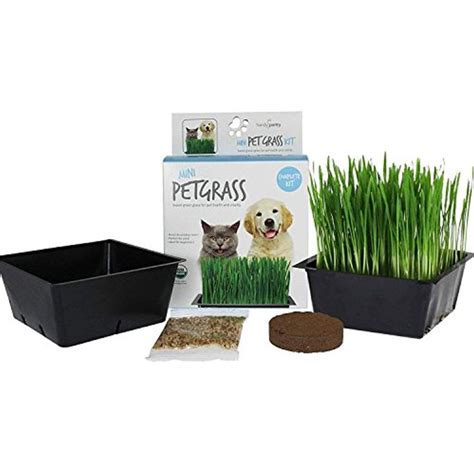 The wheatgrass is hard red wheat grass which is highly nutritious. Mini Organic Pet Grass Kit - Grow Wheatgrass for Pets: Dog ...