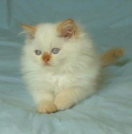 The himalayan is sometimes called the himalayan persian or thew colorpoint persian. Himalayan Flame Point kitten :) .....maybe someday will ...