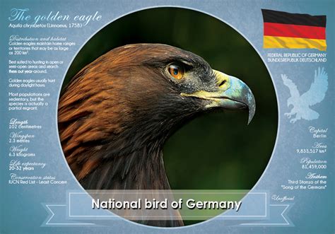 Germanys National Bird The Golden Eagle National Bird Of Germany