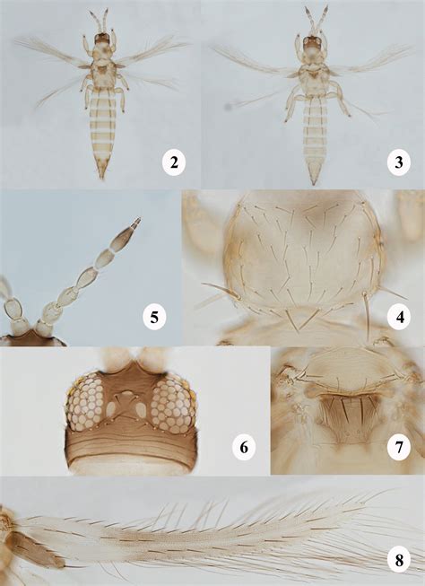 ﻿a Remarkable New Genus Of Thripinae Thysanoptera Thripidae Without