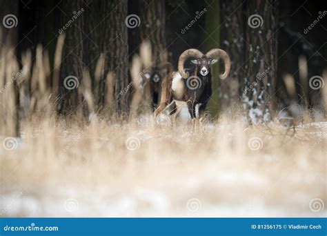 Big European Moufflon In The Forest Stock Image Image Of Horn