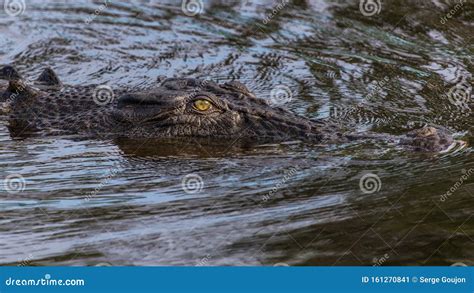Marine Crocodile Crocodylus Porosus In A Billabong Stock Image Image