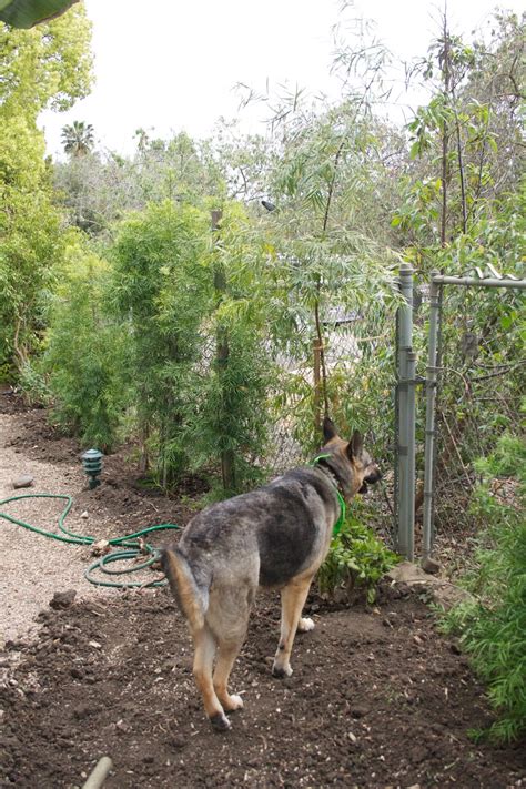 Buy privet shrubs & hedges and get the best deals at the lowest prices on ebay! The Gardens of Petersonville: The Big Dig
