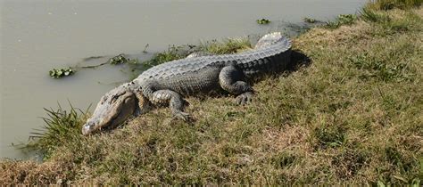 Louisiana Is A Great Winter Destination Heres A Swamp Tour And Farm