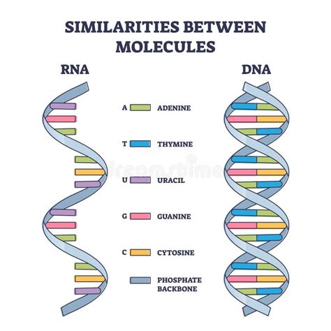 Similarities Between Rna And Dna Molecules Illustrated Outline Diagram