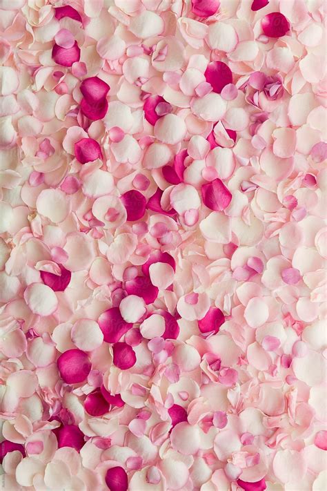 Falling Rose Petals Wallpapers