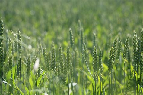 Neu erblüht der beifuß, der auch unter namen wie besenkraut oder wilder wermut bekannt ist. Allergiker aufgepasst: Wann blüht was?