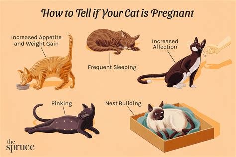 How Long Is A Cat Pregnant Understanding Feline Pregnancy Duration