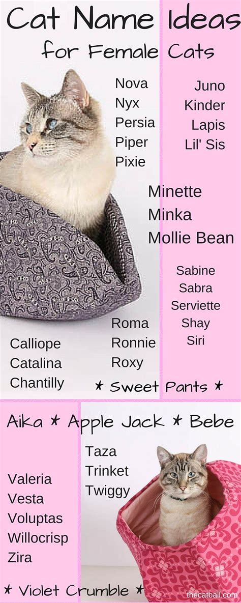 Cute Cat Names Female Funny Cats