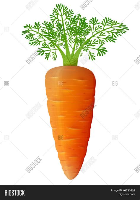 Carrot Leaves Close Vector And Photo Free Trial Bigstock