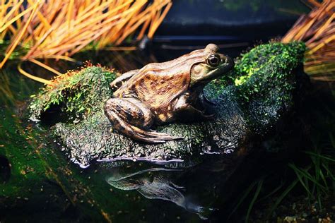 Frog Frog Vancouver Aquarium Animals