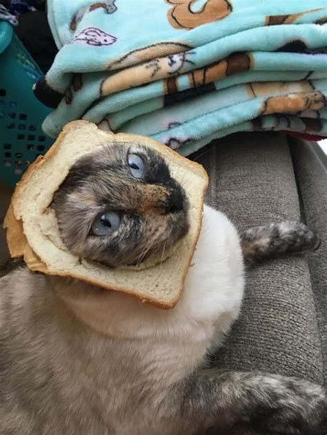 This Is My Cat Her Hobbies Are Being A Sandwich Topping Sandwiches