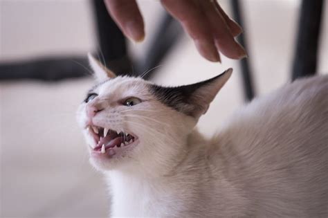 How To Make Your Cat Stop Hissing At Your Dog Trendskami