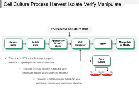 One hour open book exam 2 experimental protocols in plant cell culture. Cell Culture Process Harvest Isolate Verify Manipulate ...