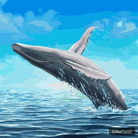 Whale Jumping Out Of Water Drawing Vanjonesatcpac