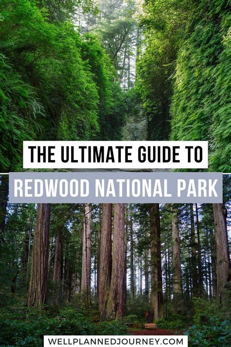 Discover The Best Redwood National Park Itinerary Including