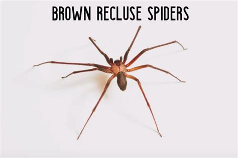 Brown Recluse Spider Identification And Control Owlcation