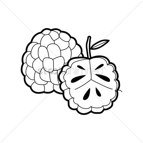 Stock photography by artursz 0 / 0 sugar apple or custard apple, annona, sweetsop isolated on white background is native fruit of thailand stock photos by powerbeephoto 0 / 2 after fire debris stock photography by baloncici 0 / 0 debris damage stock photography by baloncici 0 / 0 conceptual hand writing showing online workshop. Custard apple Vector Image - 1498849 | StockUnlimited