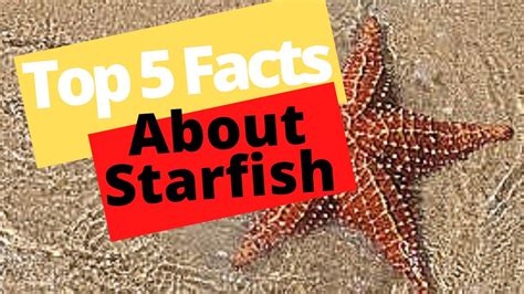 5 Interesting Facts About Starfish Youtube