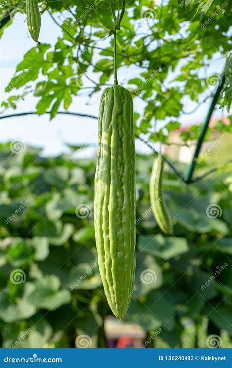 Bitter Melon Bitter Gourd Or Bitter Squash Hanging Plants In A Farm
