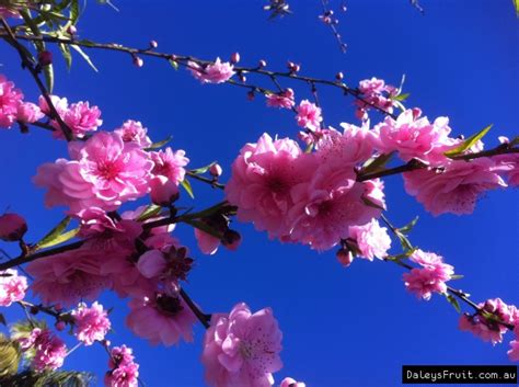 Apple, orange, lemon, lime, banana, cherry, olive, peach, pear Prunus Flowering Peach Low Chill Tree - Prunus spp