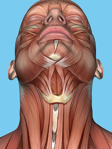 Head And Neck Anatomy Stock Photos Pictures And Royalty Free Images Istock