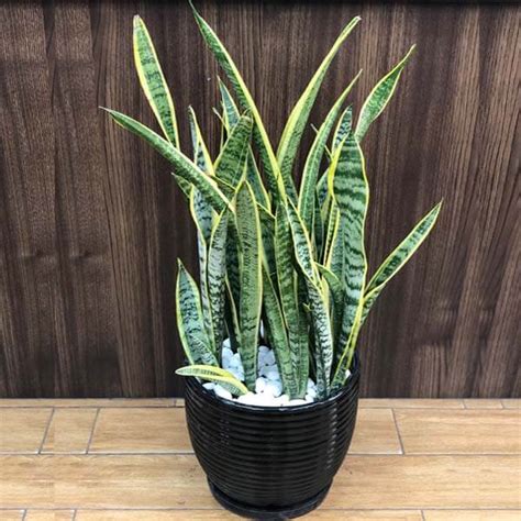 Best Soil For Dracaena Massangeana - Dracaena Marginata Cactus Soil