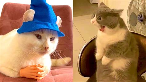 Best Dank Cat Memes Compilation Of 2020 Hilarious World Cat Comedy