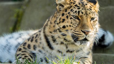 Download Wallpaper Amur Leopard 3840x2160