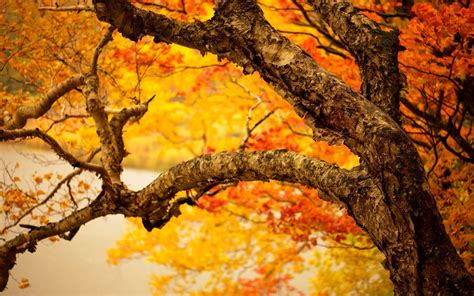 Autumn Tree Image Abyss