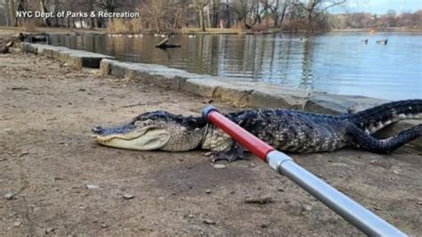 Video Alligator Found In New York City Lake Abc News