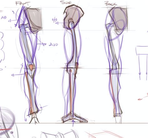 The human leg consists of 8 bones, 4 per leg. figuredrawing.info news: Leg anatomy - process