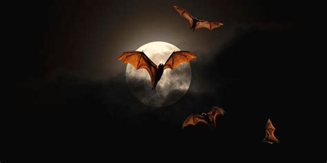 10 Fascinating Facts About Bats Farmers Almanac Plan Your Day