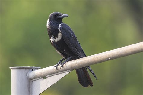 As The Crow Flies A Hong Kong Birding Blog Barred Cuckoo Dove And