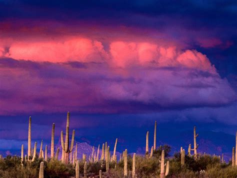 49 Saguaro National Park Wallpapers Wallpapersafari