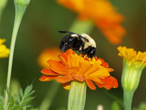 Best 36+ Bumblebee Desktop Background on HipWallpaper | Bumblebee Bat Wallpaper, Bumblebee ...