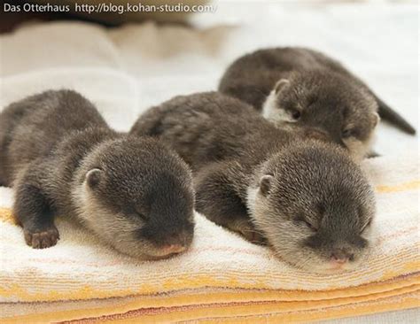 Cute Baby Otters Picture Baby Otters Come Out To Play Abc News