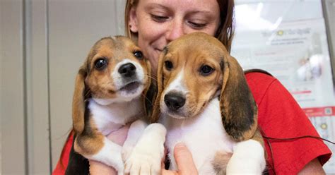 All Beagles Have Been Rescued From Breeding Facility Closed After