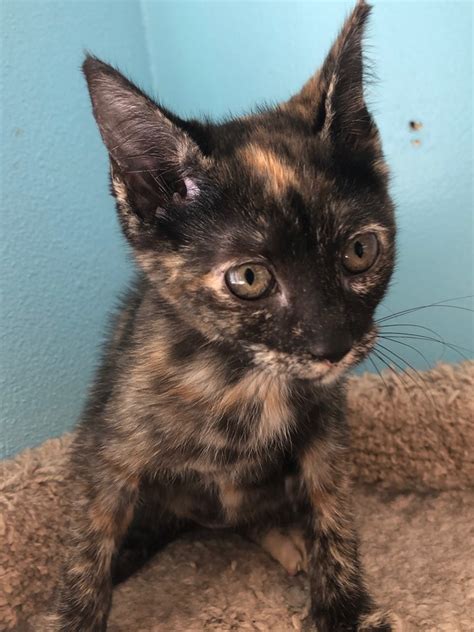 Riverside hospital specializes in treating medically complex patients who may require an extended acute care stay guided by an aggressive, interdisciplinary approach. Trixie | Riverside Veterinary Hospital