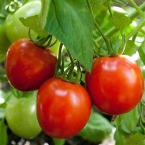 Moscow Vr Tomato Seeds Tomato Seeds Growing Tomatoes Vegetable Seed