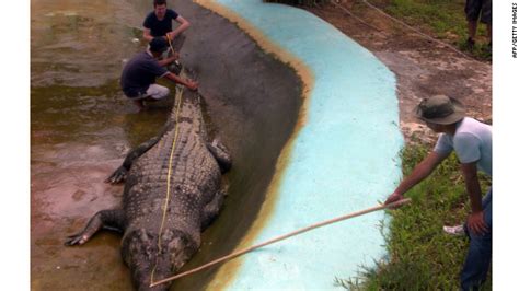 “lolong” Es El Cocodrilo Más Grande Del Mundo Cnn