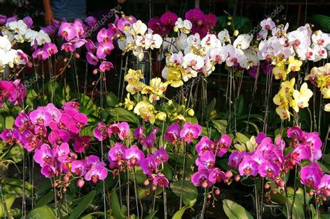 Spring Flowers Vietnam Flower Market — Stock Photo © Xuanhuongho 66779405