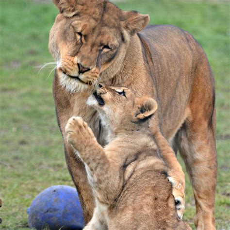 Playtime For Lion Cubs At Linton Zoo Zooborns