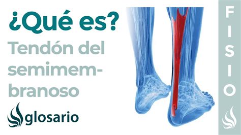 TendÓn Del Semimembranoso Qué Es Ubicación Función Y Tendinitis