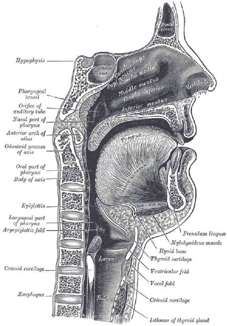 Sagittal Section Of Nose Mouth Pharynx And Larynx Source Grays