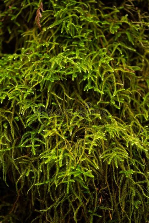 Long Green Moss Texture Close Up Stock Image Image Of Moss Mossy