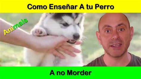 Como Enseñar A Tu Perro A No Morder En 5 Sencillos Pasos Youtube