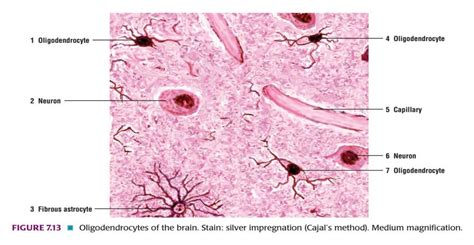 General Histology 2 Emedicodiary