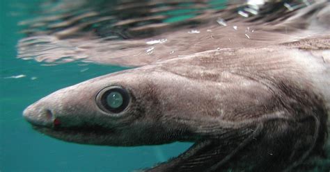 Weird Sharks Prowl The Oceans